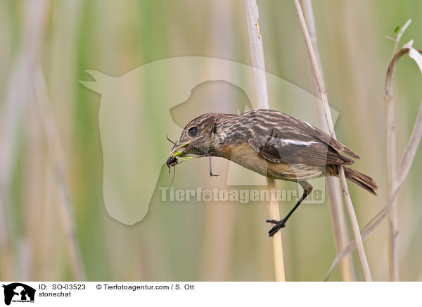 Schwarzkehlchen / stonechat / SO-03523