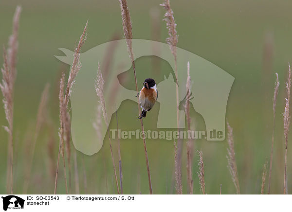 stonechat / SO-03543