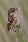 stonechat