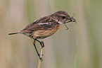 stonechat