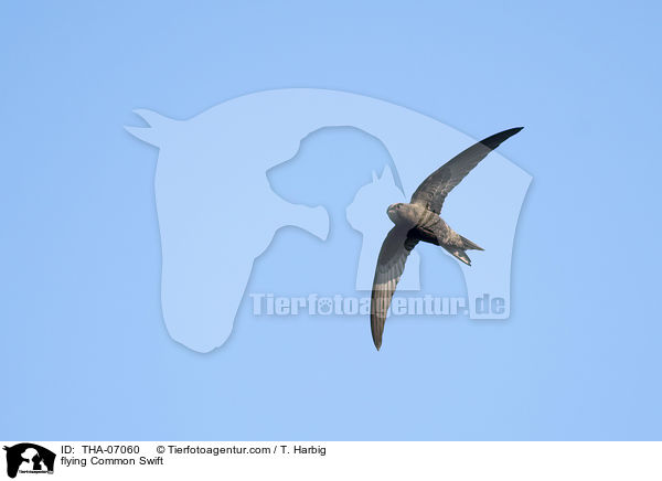 fliegender Mauersegler / flying Common Swift / THA-07060