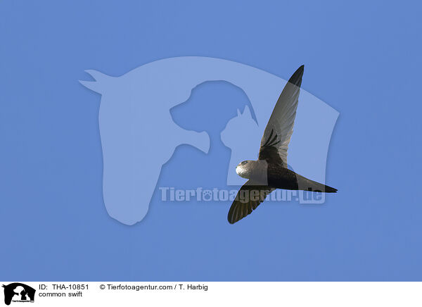 Mauersegler / common swift / THA-10851