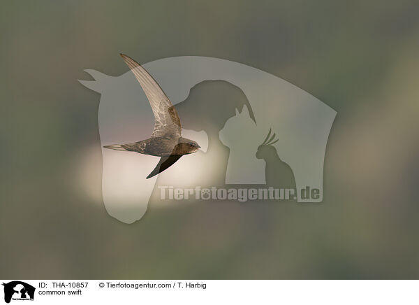 Mauersegler / common swift / THA-10857