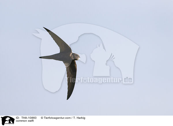 common swift / THA-10860