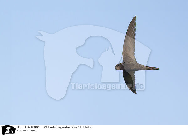 Mauersegler / common swift / THA-10861