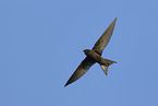 common swift