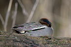 common teal