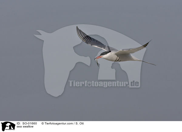 Fluss- Seeschwalbe / sea swallow / SO-01660