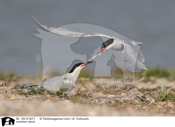 common terns / DV-01871