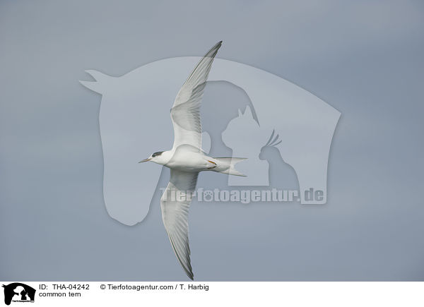 Flu-Seeschwalbe / common tern / THA-04242