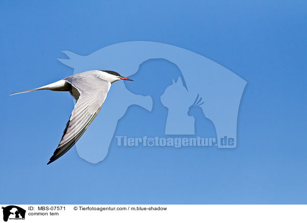 Flu-Seeschwalbe / common tern / MBS-07571