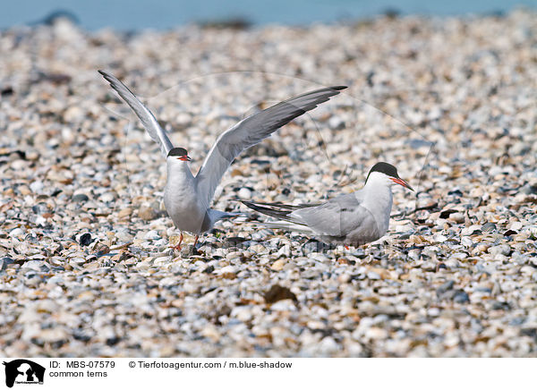 Flu-Seeschwalben / common terns / MBS-07579