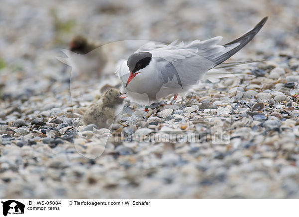 Flu-Seeschwalben / common terns / WS-05084