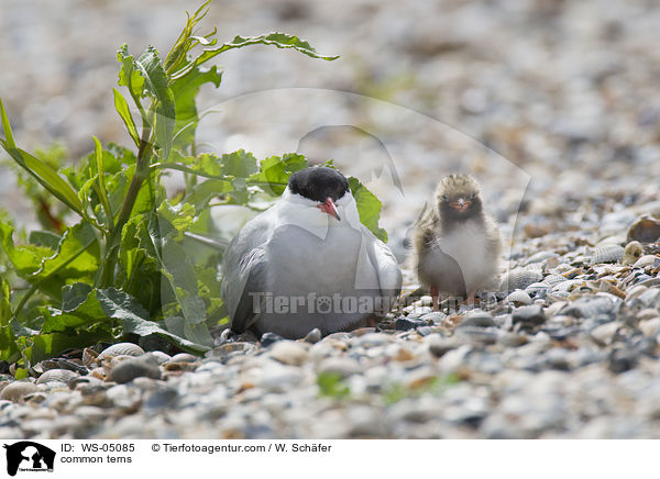 Flu-Seeschwalben / common terns / WS-05085