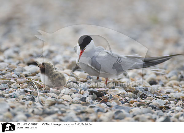 Flu-Seeschwalben / common terns / WS-05087