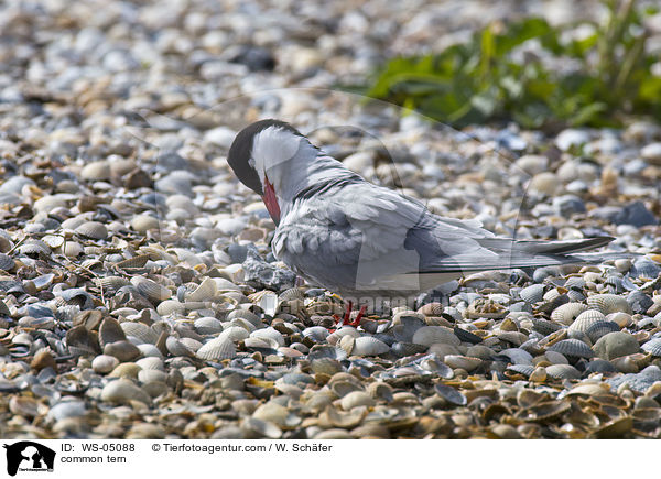 Flu-Seeschwalbe / common tern / WS-05088