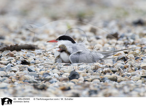 Flu-Seeschwalben / common terns / WS-05095