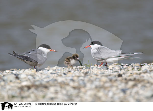 Flu-Seeschwalben / common terns / WS-05106