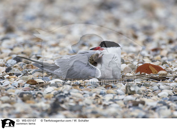 Flu-Seeschwalben / common terns / WS-05107