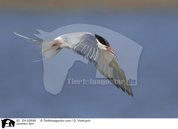 Flu-Seeschwalbe / common tern / DV-02699