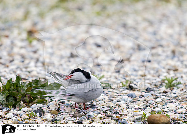 Flu-Seeschwalbe / common tern / MBS-09518