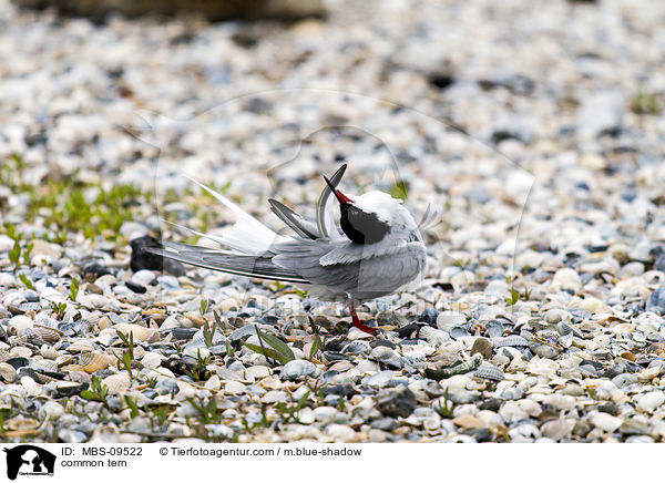 Flu-Seeschwalbe / common tern / MBS-09522