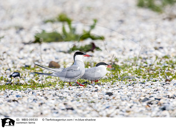 Flu-Seeschwalben / common terns / MBS-09530