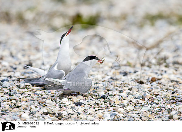 Flu-Seeschwalben / common terns / MBS-09532