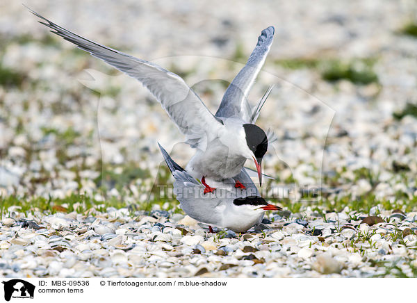 Flu-Seeschwalben / common terns / MBS-09536