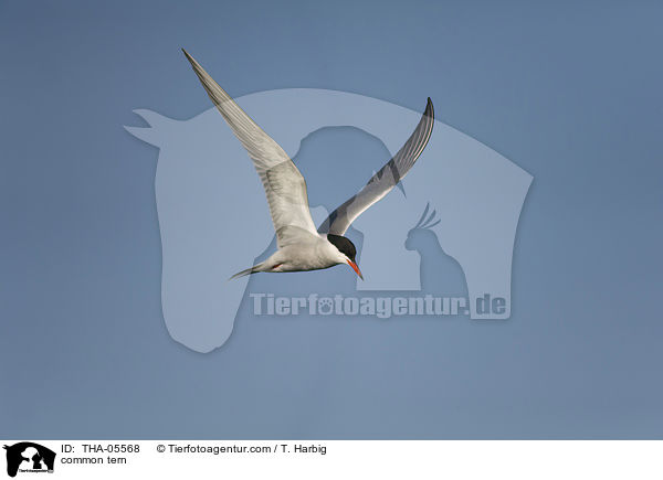 Flu-Seeschwalbe / common tern / THA-05568