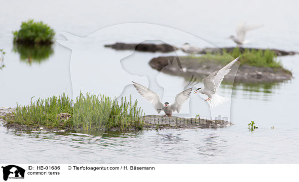 common terns / HB-01686