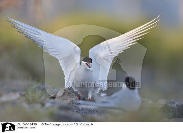 Flu-Seeschwalbe / common tern / DV-03430