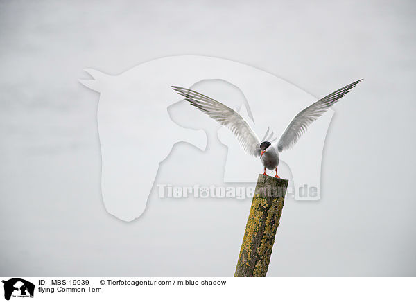 flying Common Tern / MBS-19939