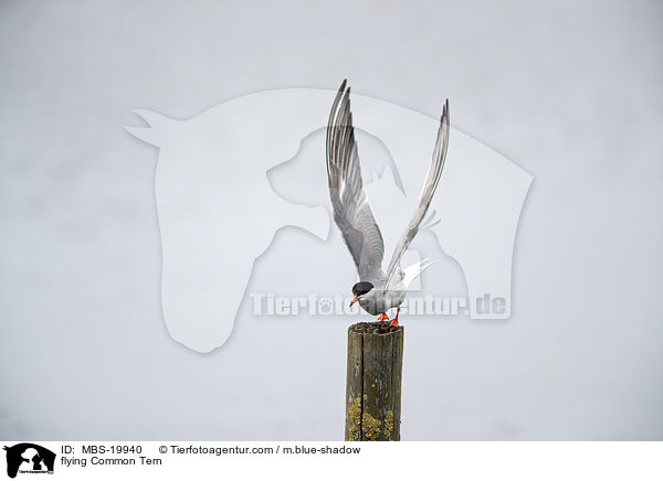 fliegende Flu-Seeschwalbe / flying Common Tern / MBS-19940
