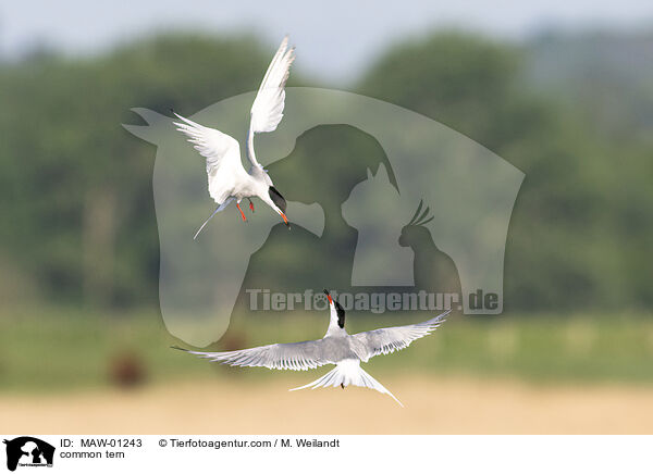 Flu-Seeschwalbe / common tern / MAW-01243