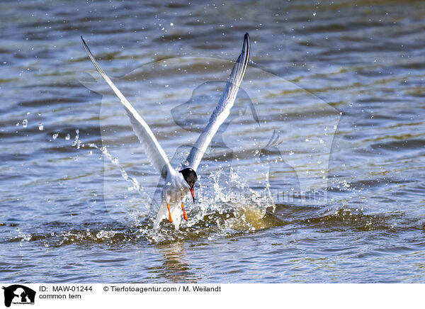 Flu-Seeschwalbe / common tern / MAW-01244