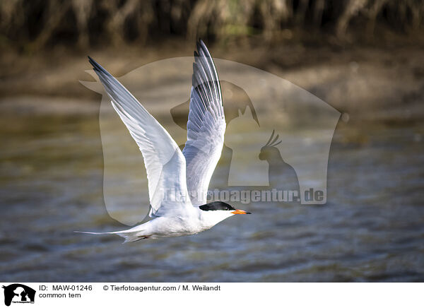 Flu-Seeschwalbe / common tern / MAW-01246