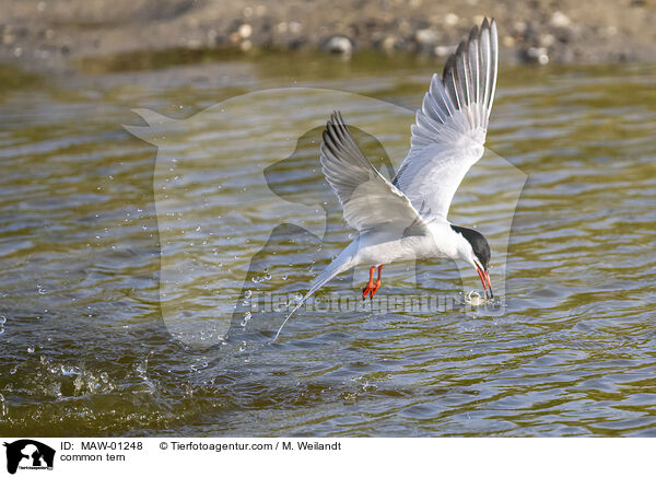 common tern / MAW-01248