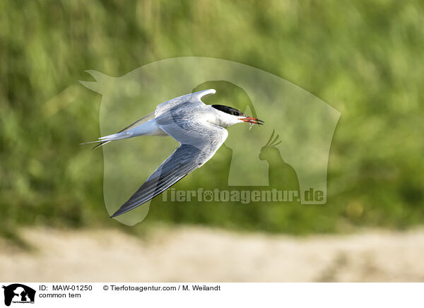 Flu-Seeschwalbe / common tern / MAW-01250