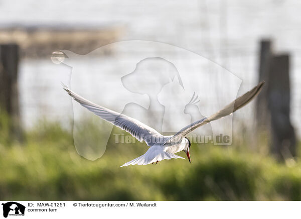 Flu-Seeschwalbe / common tern / MAW-01251