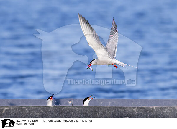 Flu-Seeschwalbe / common tern / MAW-01257