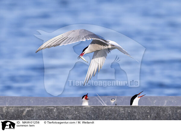 Flu-Seeschwalbe / common tern / MAW-01258