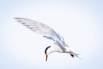 common tern