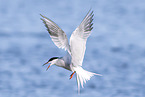 common tern