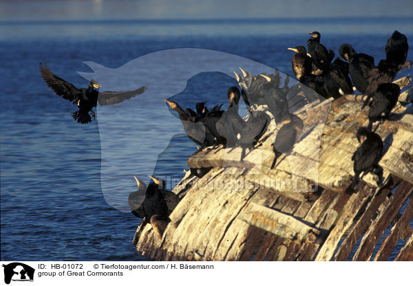 Gruppe Kormorane / group of Great Cormorants / HB-01072