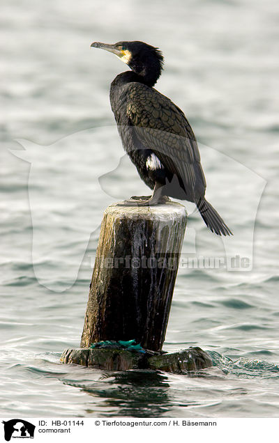 cormorant / HB-01144