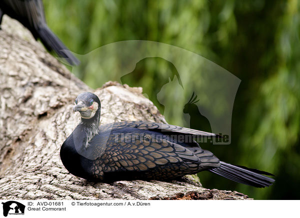 Kormoran / Great Cormorant / AVD-01681