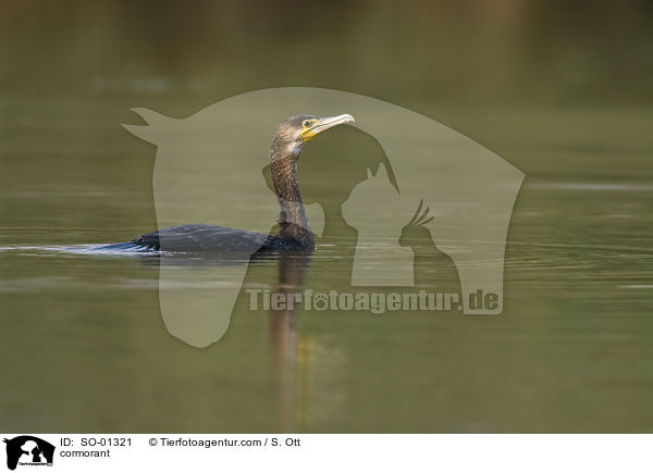 Kormoran / cormorant / SO-01321