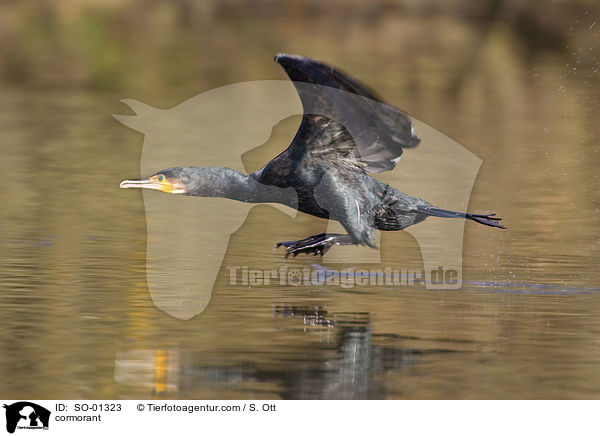 Kormoran / cormorant / SO-01323