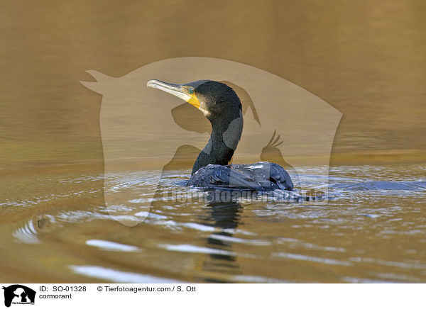 Kormoran / cormorant / SO-01328